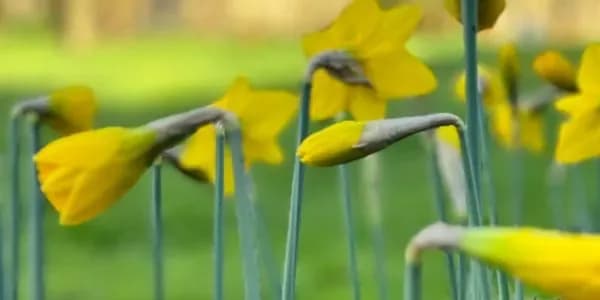 Les narcisses en fleur