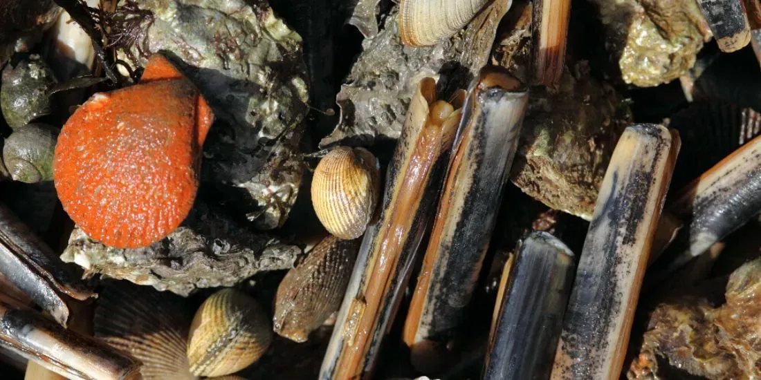 Retour de la pêche à pied