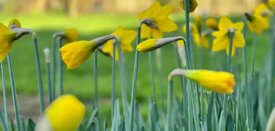 Le printemps à Kerégal - Plouha