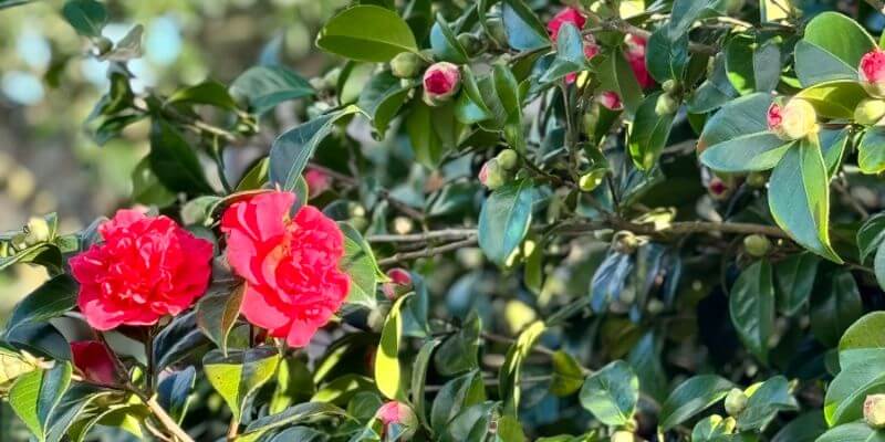 Camellia in flower